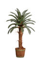 Palma Cykas w donicy