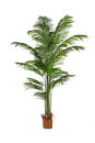 Palma Kentia w donicy